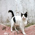 Transformez votre maison en un paradis de jeu interactif pour votre chat avec ces astuces ingénieuses !