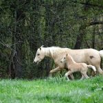 Trotteur américain (Standardbred) : guide race de cheval