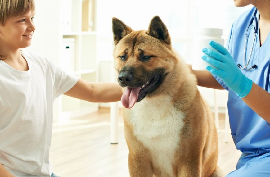 Trouver le compagnon parfait pour votre chien : les secrets d&rsquo;un choix réussi !