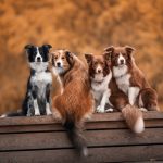 Trouvez le compagnon parfait pour apaiser votre anxiété : Les 5 races de chiens les plus adaptées !