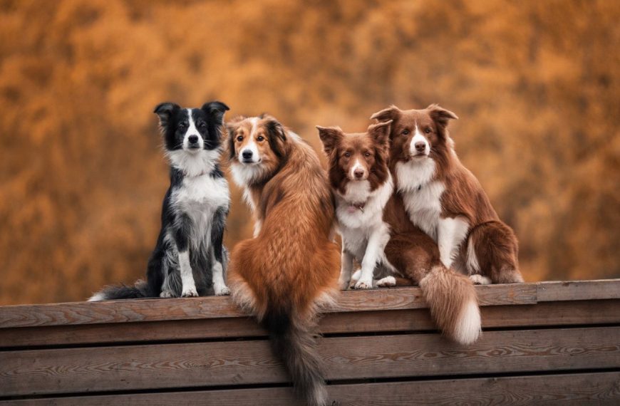 Trouvez le compagnon parfait pour apaiser votre anxiété : Les 5 races de chiens les plus adaptées !