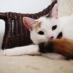 Turc de Van : guide race de chat