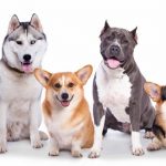 Un chien en danger : découvrez comment prévenir les accidents domestiques !