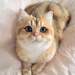 Un paradis céleste pour votre chat : Comment créer un coin de détente en hauteur qui fera pâlir d&rsquo;envie tous les autres félins !