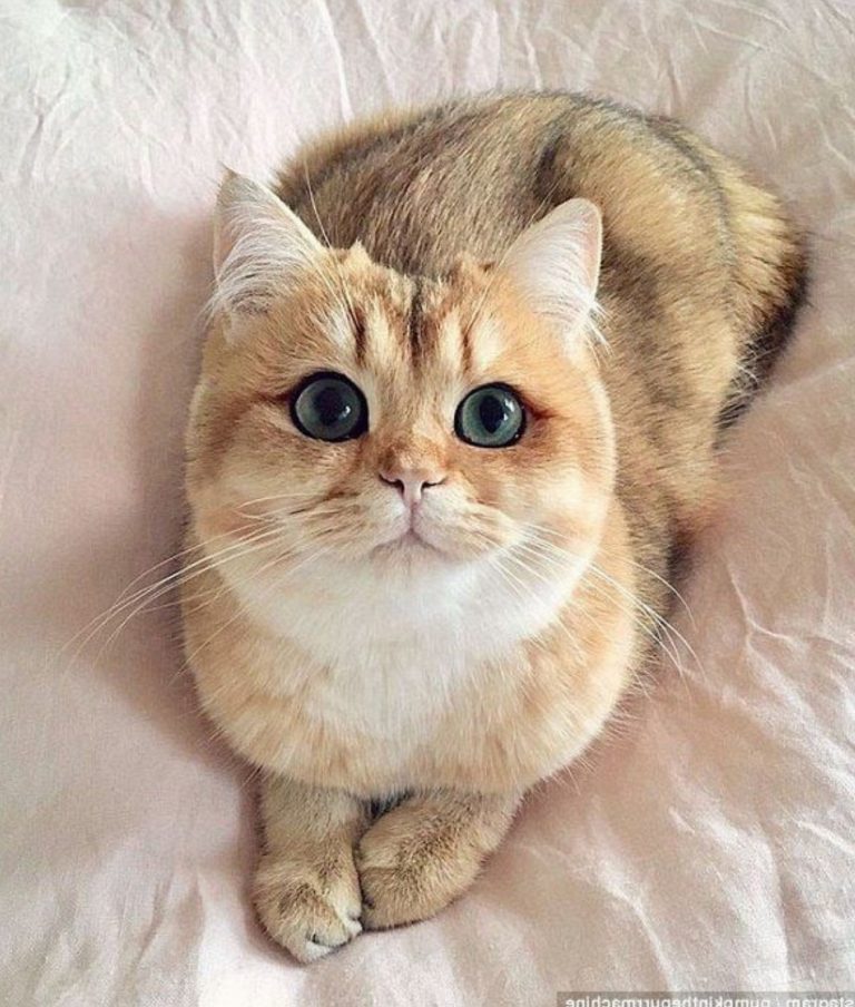 Un paradis céleste pour votre chat : Comment…