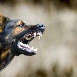 Un secret révolutionnaire pour mettre fin aux comportements agressifs envers les autres animaux : découvrez la méthode qui fonctionne à tous les coups !