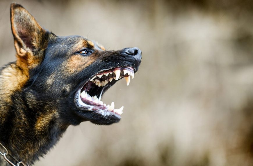 Un secret révolutionnaire pour mettre fin aux comportements agressifs envers les autres animaux : découvrez la méthode qui fonctionne à tous les coups !