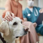Vaccins pour chiens : Protégez votre meilleur ami à tout prix avec ces conseils indispensables !