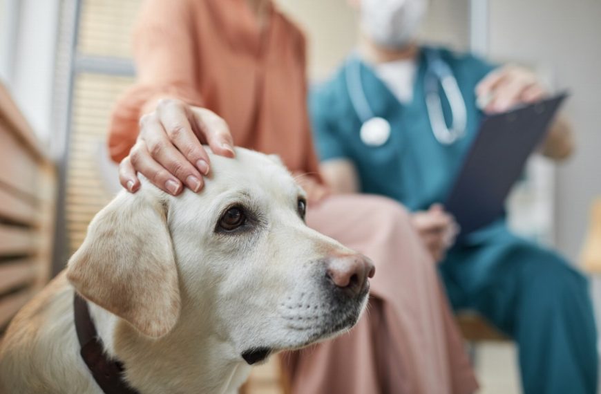 Vaccins pour chiens : Protégez votre meilleur ami à tout prix avec ces conseils indispensables !