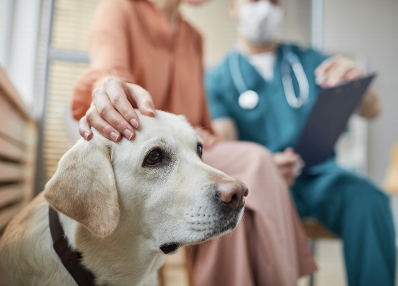 Vaccins pour chiens : Protégez votre meilleur ami à tout…