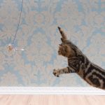Voici comment créer le coin de jeu ultime pour votre chat : ombre, lumière et plaisir garantis !