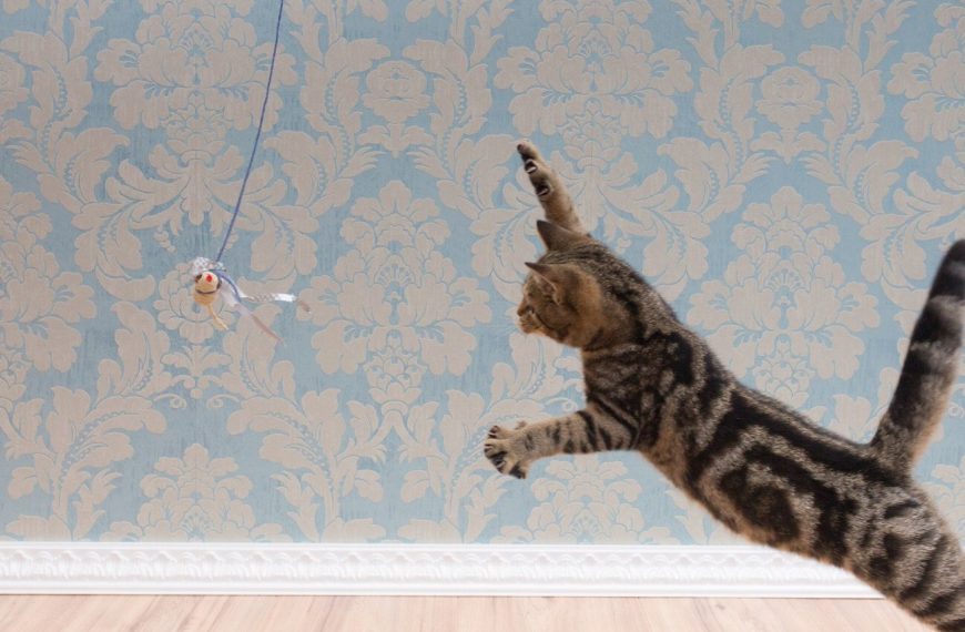 Voici comment créer le coin de jeu ultime pour votre chat : ombre, lumière et plaisir garantis !