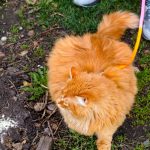 Voici comment dresser votre chat pour qu&rsquo;il adore se promener en laisse !