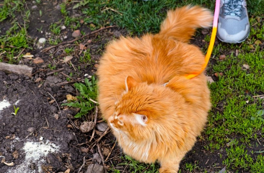 Voici comment dresser votre chat pour qu&rsquo;il adore se promener en laisse !