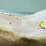 Voici pourquoi la stérilisation est VITALE pour la santé de votre chien !
