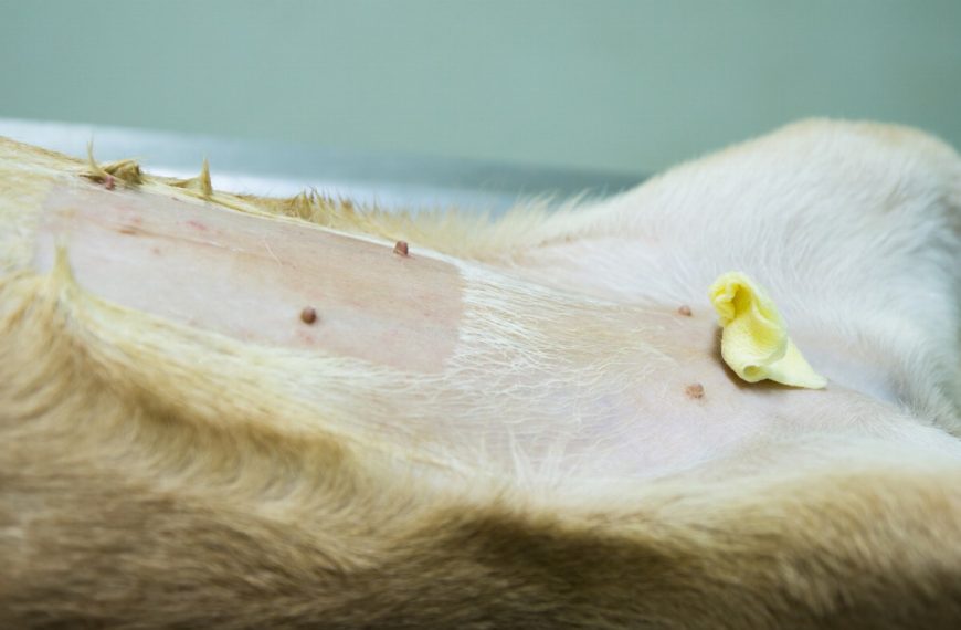 Voici pourquoi la stérilisation est VITALE pour la santé de votre chien !