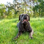 Volpino Italien : guide race de chien