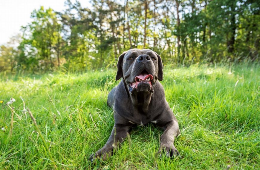 Volpino Italien : guide race de chien