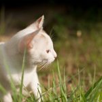 Vous ne croirez pas à quel point ces jouets peuvent détendre votre chat en plein air !
