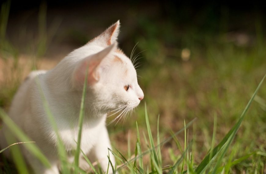 Vous ne croirez pas à quel point ces jouets peuvent détendre votre chat en plein air !