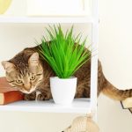 Vous ne croirez pas comment empêcher votre chat de monter sur les étagères – voici LA solution infaillible !