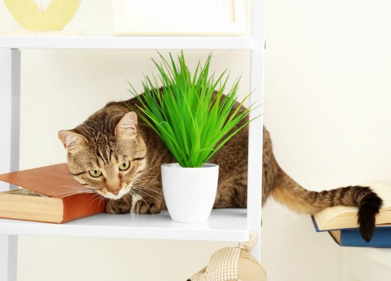 Vous ne croirez pas comment empêcher votre chat…