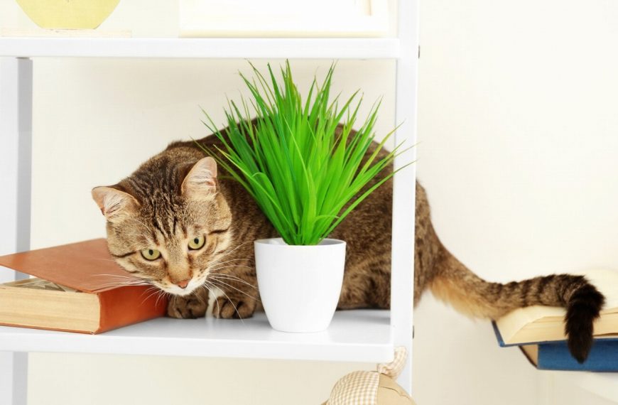 Vous ne croirez pas comment empêcher votre chat de monter sur les étagères – voici LA solution infaillible !