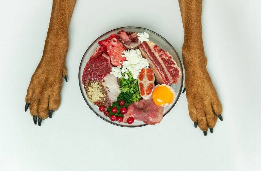 Vous ne croirez pas les bienfaits incroyables de l’alimentation naturelle pour votre chien !