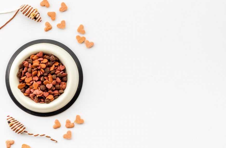 Vous ne devinerez jamais ces 5 symptômes d&rsquo;allergies alimentaires chez votre chat – Découvrez les solutions dès maintenant !