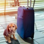 Voyager avec un chien hyperactif en voiture : les astuces infaillibles pour un road trip sans stress !