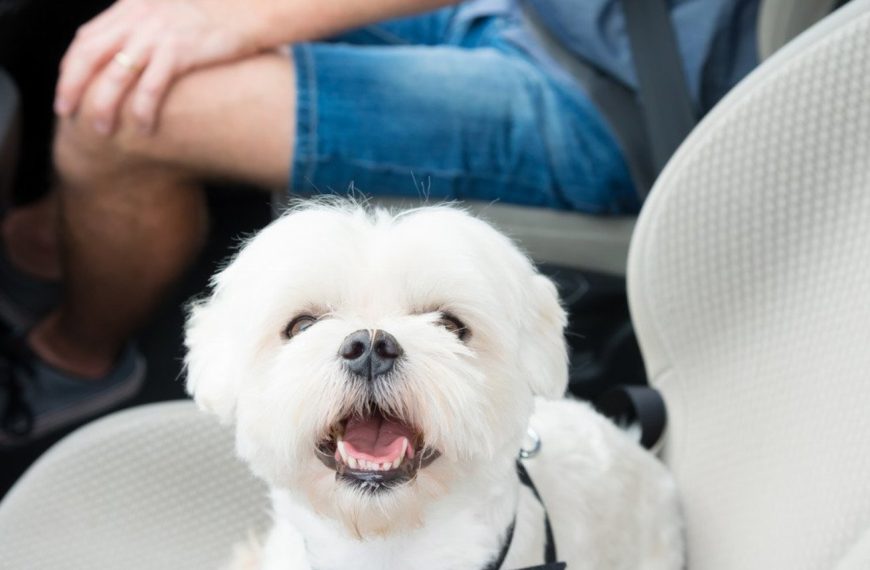 Voyager avec votre chien en bus : les conseils indispensables à connaître pour des escapades inoubliables !