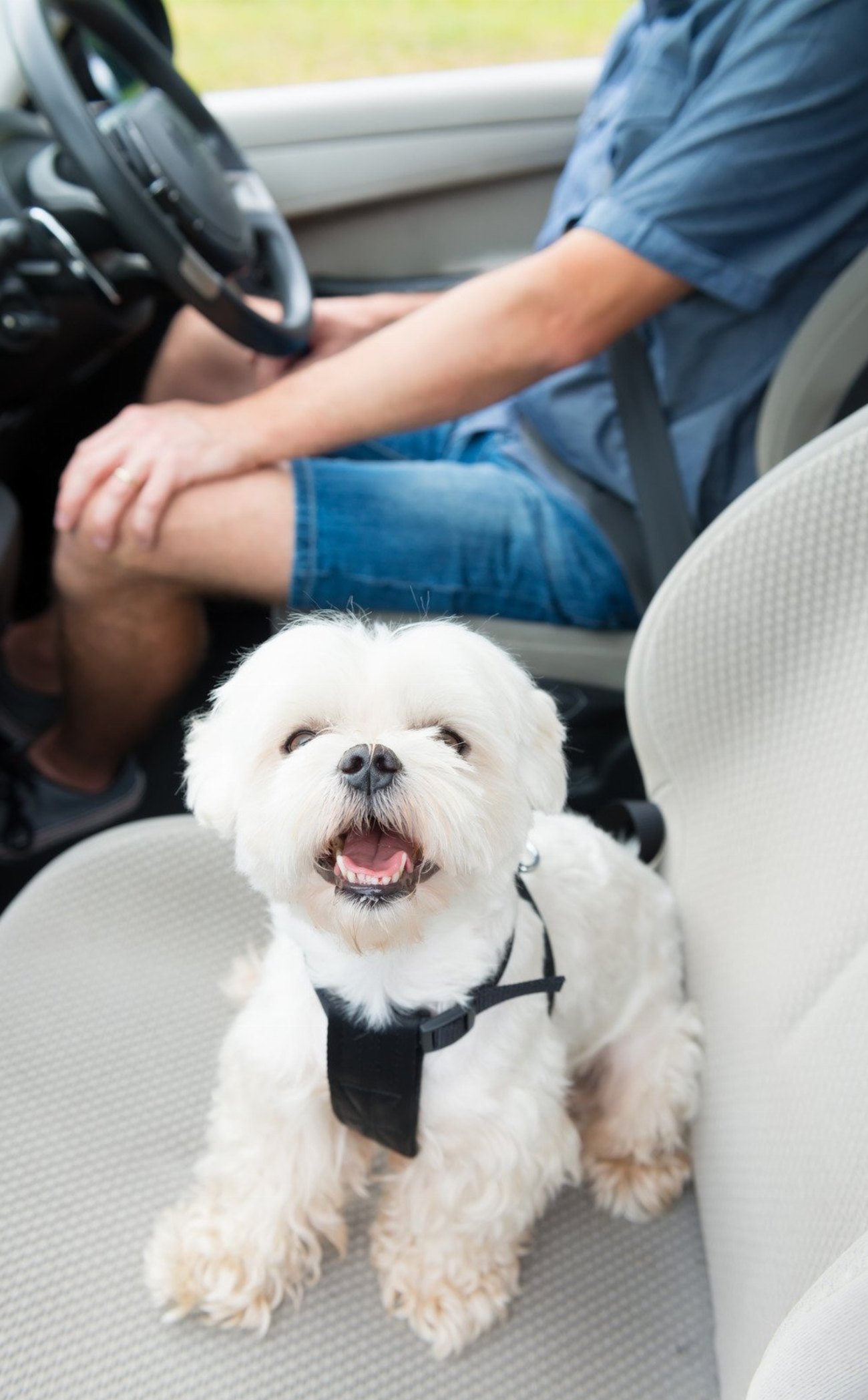 Voyager avec votre chien en bus : les conseils indispensables…