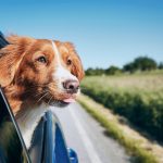 Voyager en avion avec son chien : les astuces infaillibles pour un voyage tout en douceur!