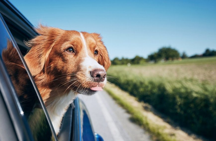Voyager en avion avec son chien : les astuces infaillibles pour un voyage tout en douceur!