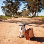 Voyager en train avec votre chien : découvrez les astuces indispensables pour un voyage serein et inoubliable !