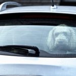 Voyager en voiture avec un chien agité : 5 astuces infaillibles pour des trajets sereins !