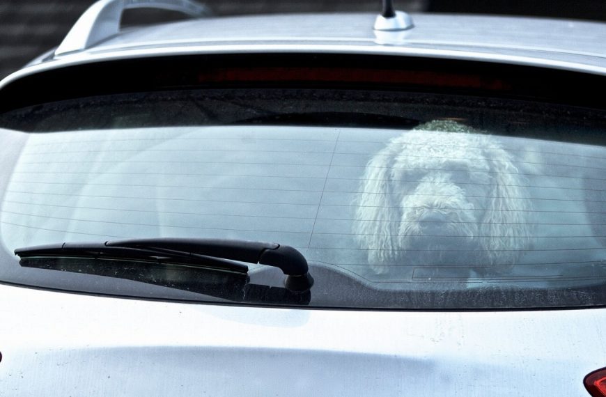 Voyager en voiture avec un chien agité : 5 astuces infaillibles pour des trajets sereins !