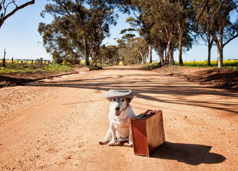 Voyagez en bateau avec votre chien : 5 astuces indispensables pour des vacances inoubliables ensemble !