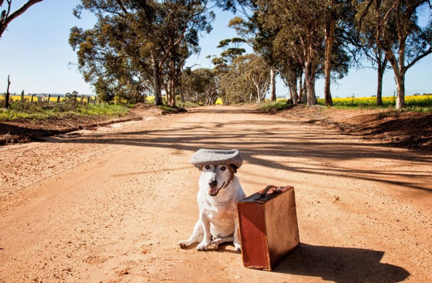 Voyagez en bateau avec votre chien : 5 astuces indispensables pour des vacances inoubliables ensemble !
