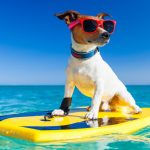 Voyagez en toute complicité avec votre chien en vélo électrique : nos astuces incontournables !