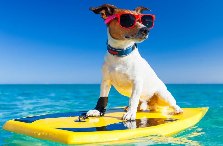 Voyagez en toute complicité avec votre chien en vélo électrique : nos astuces incontournables !