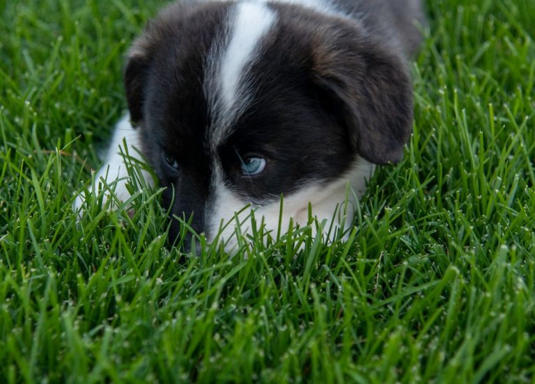 Welsh Corgi Cardigan : guide race de chien