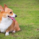 Welsh Corgi Pembroke : guide race de chien
