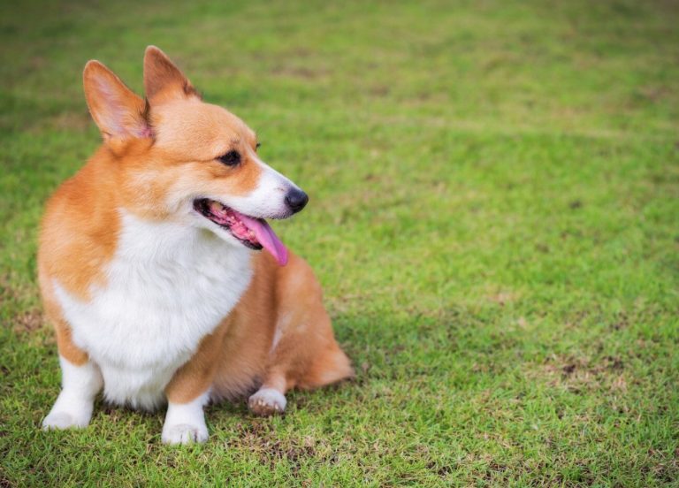 Welsh Corgi Pembroke : guide race de chien