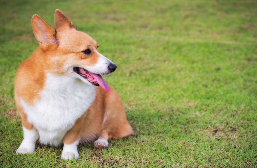 Welsh Corgi Pembroke : guide race de chien