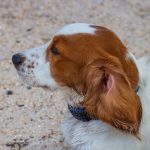 Welsh Springer Spaniel : guide race de chien
