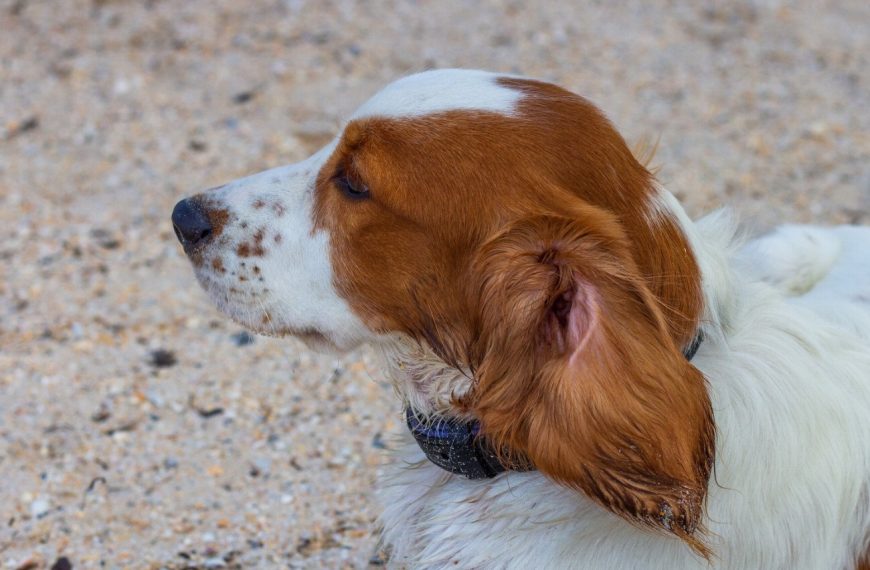 Welsh Springer Spaniel : guide race de chien