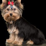 Welsh Terrier : guide race de chien