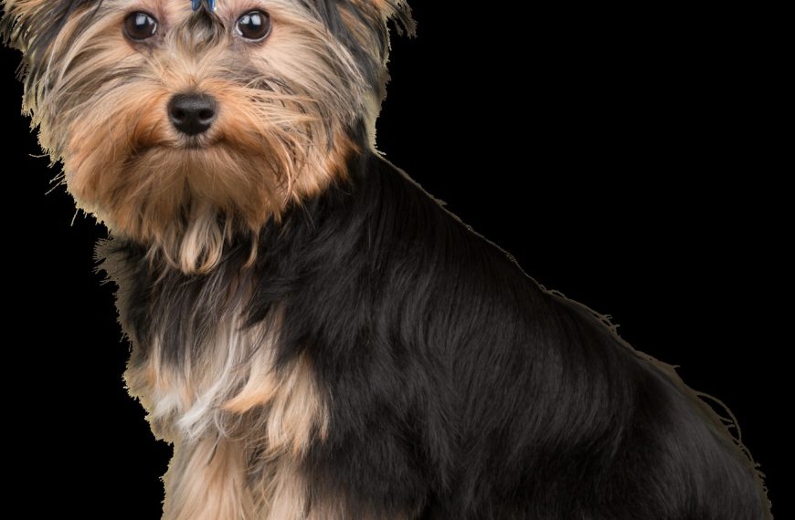 Welsh Terrier : guide race de chien