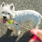 West Highland White Terrier : guide race de chien